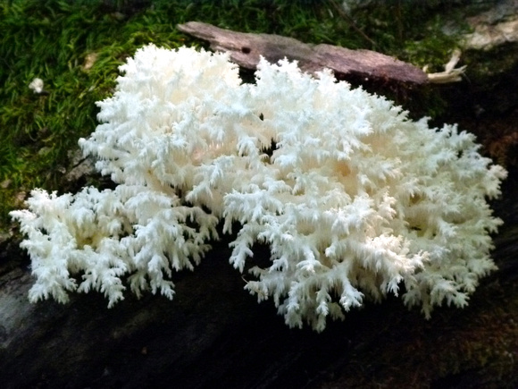 Fungus Ghost