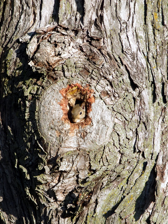 Squirrel Head