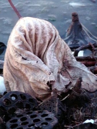 Cloaked Pod