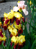 Amana Flowers May, 2012