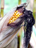 Variations of Corn