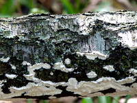 Fallen Lichen Tree