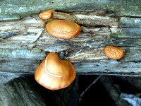 Forelorn Fungus