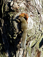 Squirrel Building a Nest