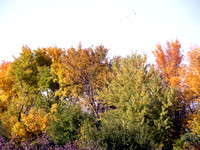 Fall Colors in Amana