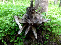 Forest Stump