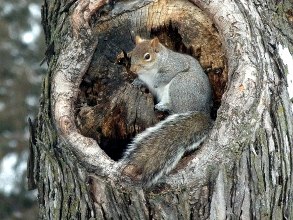 Squirrel Site