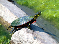 Turtle Curb