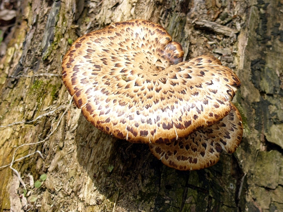 Spotted Fungus