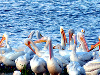 Posing Pelicans