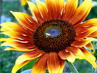 Iowa City Sunflowers from the Community Garden July 2013