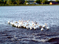 Flooded Out Pelicans