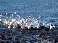 Crowd of Pelicans