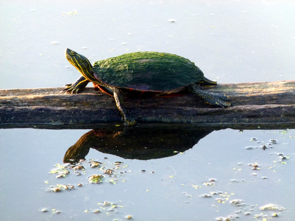 Turtle on Log