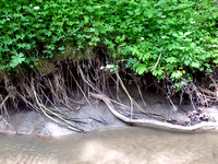Creek Roots