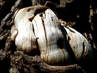 Abdominal Tree Massage
