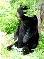 Vince Shute Bear Sanctuary July 2011