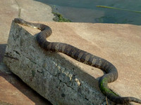 Northern Water Snake on Lily Lake