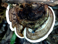 Hardcore Fungus 2