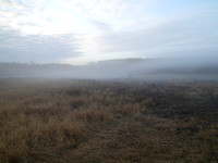 Field of Fog