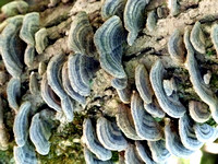 Fungus Pole