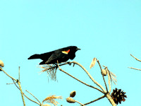 Black Bird Singing