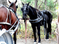 Kalona Brown and Black Horses