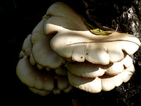 Smiley Fungus